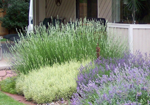 The tall white lavandin in the background is ‘White Grosso’. In front of it are the English varieties ‘Goldberg’ and ‘Mitcham Grey’.