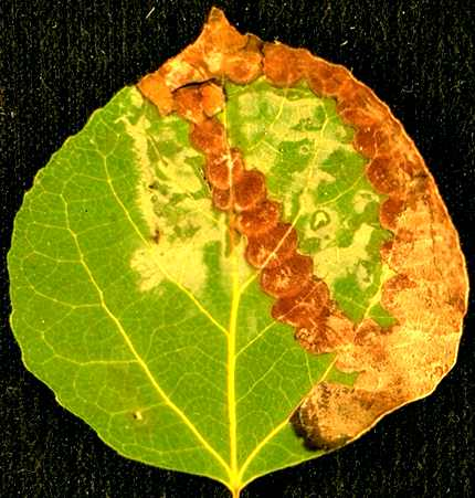 Ink spot disease on aspen in early summer.