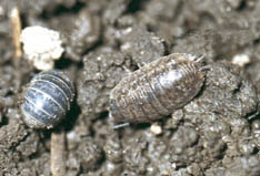 A pillbug (rolled-up) and sowbug. 
