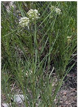 Western whorled milkweed (Asclepias subverticillata)