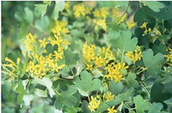 Golden currant (Ribes aureum)
