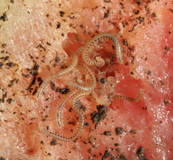 Young millipedes in strawberry fruit