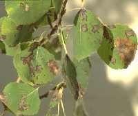 Marssonina leaf spot on aspen, late symptoms