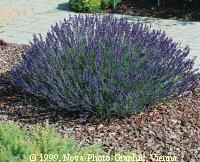Lavandula angustifolia ‘Hidcote’. 
