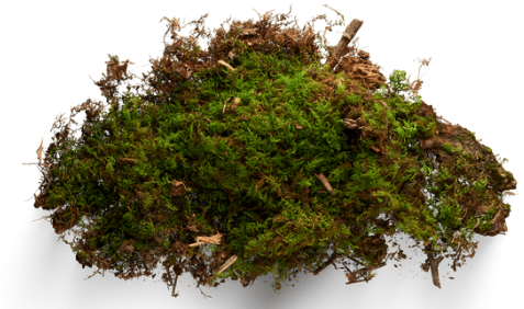 A pile of moss on a white background