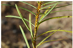 bright yellow oleander aphid