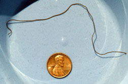 Horsehair worm in cup.