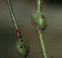 Poplar twiggalls showing evidence of predation by chickadees.