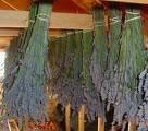 Lavender bundles hanging to dry