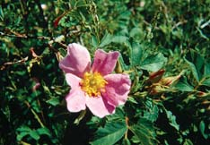 Wild rose (Rosa woodsii)