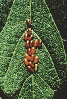 Boxelder bug eggs on leaf