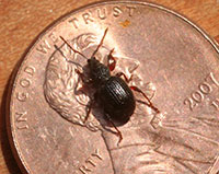 Strawberry root weevil