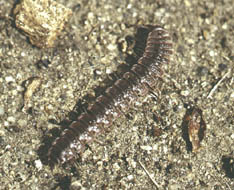 A common species of millipede found in gardens 