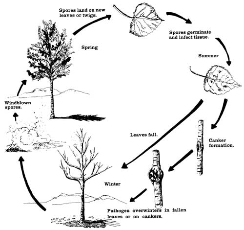 Generalized disease cycle of aspen and poplar leaf spots. Cankers form on trees with shoot blight only. 