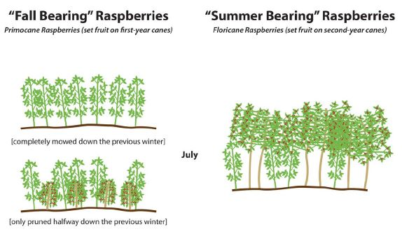 Growth in July of Fall/Summer bearing raspberries