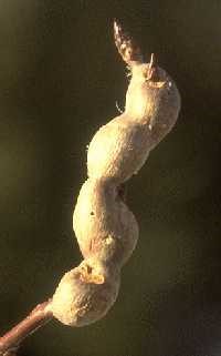 Galls produced by twiggall fly, with emerging pupae.