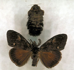 Females of the Douglas-fir tussock moth (top) are wingless