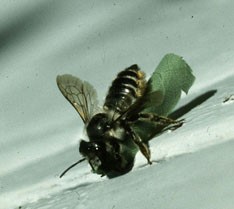 Leafcutter bee carrying leaf fragment.