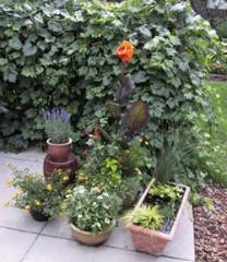 The image shows a small collection of potted plants arranged on a patio. There are four pots of assorted sizes, shapes, and materials. The plants include a variety of flowers and greenery. One prominent plant has tall, dark green leaves with a bright orange flower standing above the rest. Some other pots contain smaller flowering plants with yellow blooms and leafy green plants. In the background, there is a thick, lush hedge of green vines or shrubs, which provides a dense, leafy backdrop to the arrangement. The overall scene suggests a cozy and vibrant garden corner.
