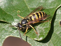 Western yellowjacket, the most common species mistaken for European paper wasp. 