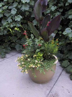 Vertical accent provided by a red-leafed Canna. Salvia provides irregular-shaped, red flowers and Marguerite daisy yellow, round flowers. Yellow-leafed Coleus fills in the middle of planting with a color in the design’s “hot” yellow-red colors. Yellow-flowered, trailing Calibrachoa and white blooming Bacopa stretch the composition downward. (Photo by C. Wilson.)