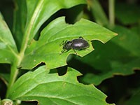 Lilac root weevil and associated leaf notching on peony