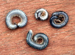 Millipedes curl in defense and when dead