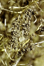 False chinch bug nymphs massed on flixweed seed pod.