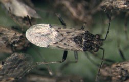 False chinch bug adult