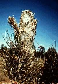 Tiger moth tent in top of pine.