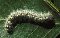 Forest tent caterpillar