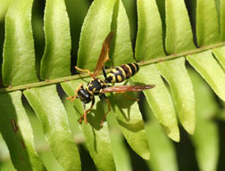 European paper wasp