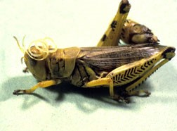 Mermis nigrescens, emerging from grasshopper.