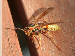 Golden polistes, Polistes fuscatus