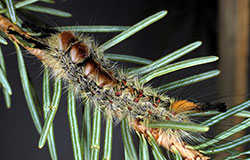 Adult males of the Douglas-fir tussock moth. 