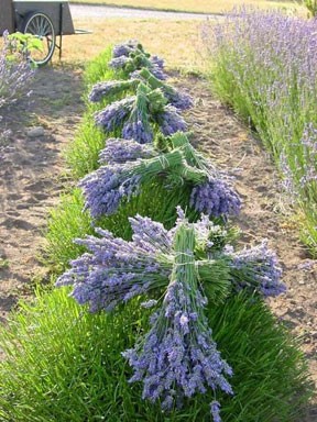 Lavender harvesting
