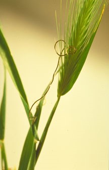 Mermis nigrescens, climbing.