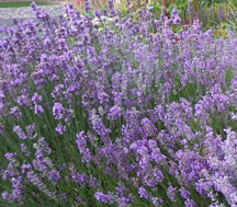 Lavandin ‘Provence’