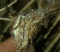Colony of rabbitbrush webbing moth.