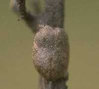 Egg mass of western tent caterpillar.
