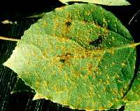 Leaf rust.