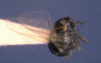 Black fly, greatly enlarged. 