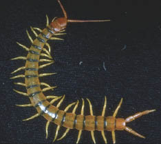 Giant desert centipede 