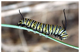 Larvae of monarch butterflies