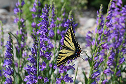 Swallowtail butterfly