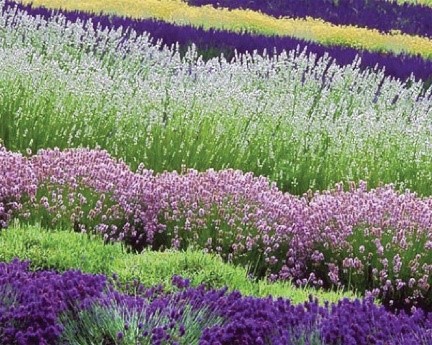 Various colors of Lavender.