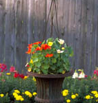 container garden