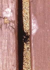 Leafcutter bee nesting on porch, with sawdust. 