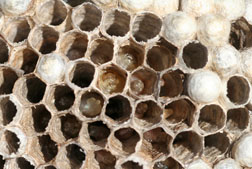 Developing wasp larvae and capped pupae.