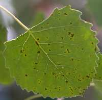 Marssonina leaf spot on cottonwood.
